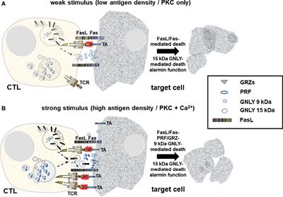 Intra- and Extracellular Effector Vesicles From Human T And NK Cells: Same-Same, but Different?